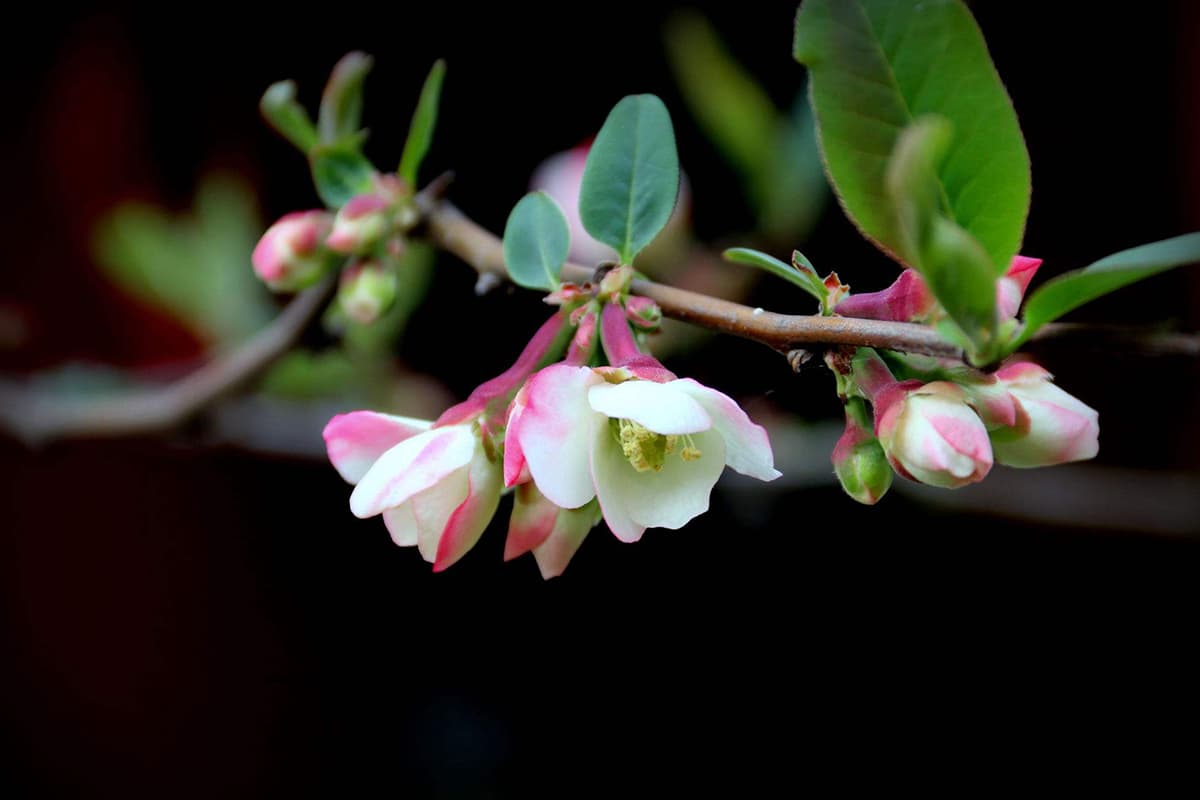 Chaenomeles cathayensis