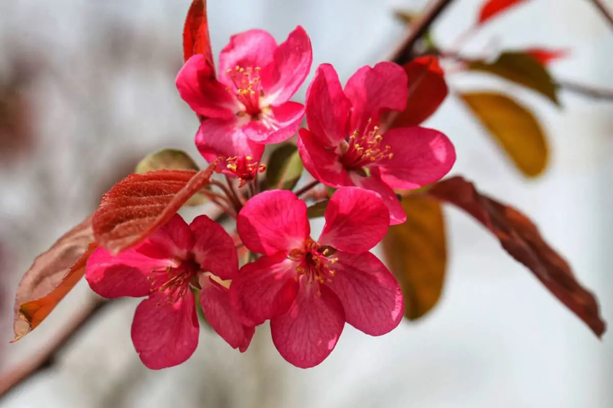 Chaenomeles speciosa