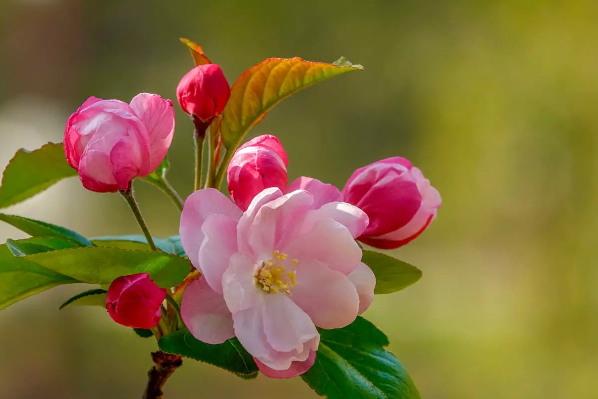 Malus micromalus Makino