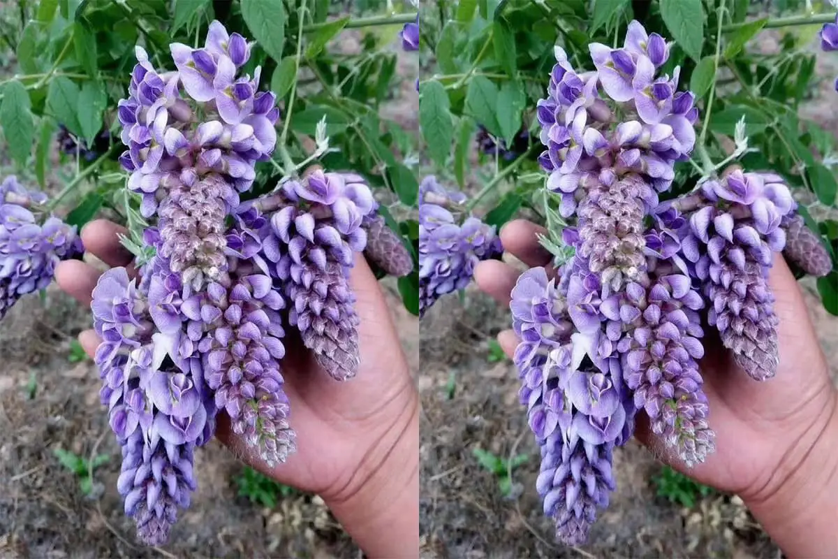 glicínias ametista