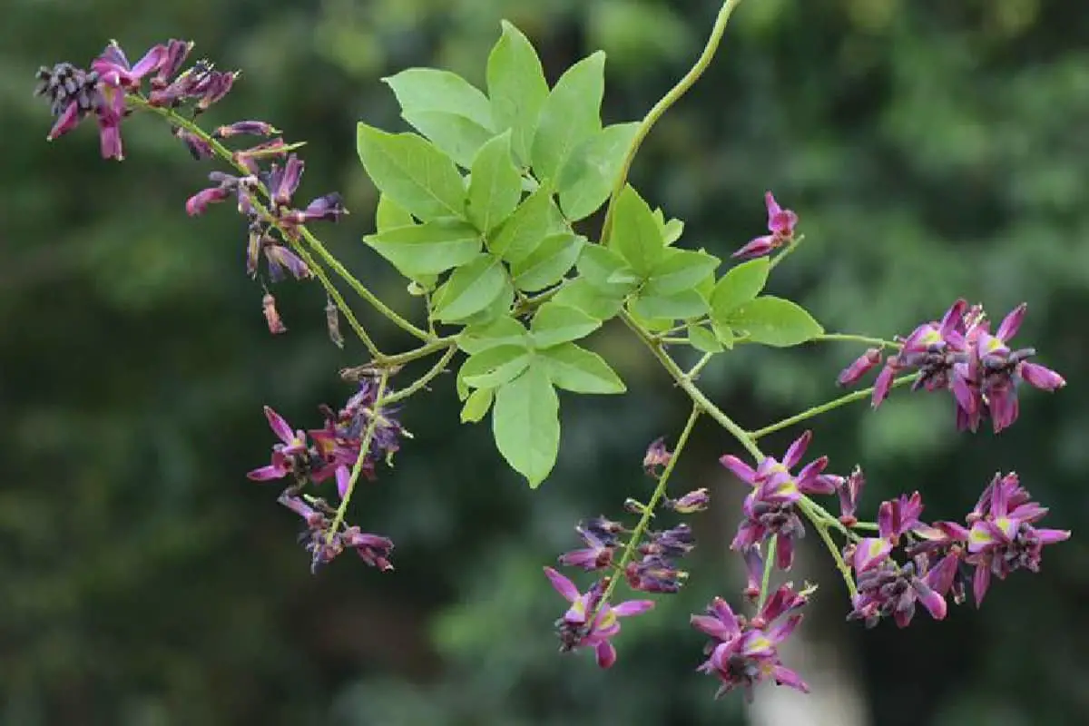 Wisteria brevidentata