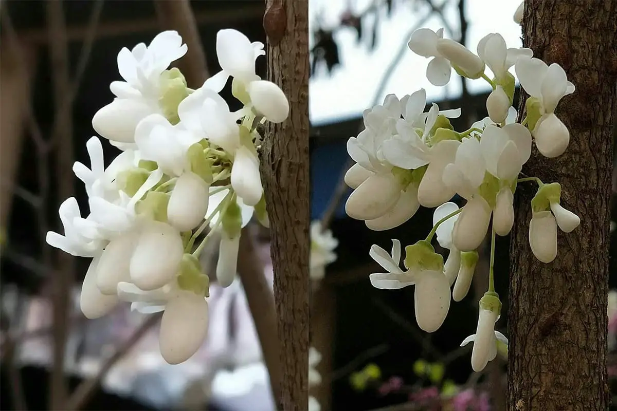 Wisteria sinensis