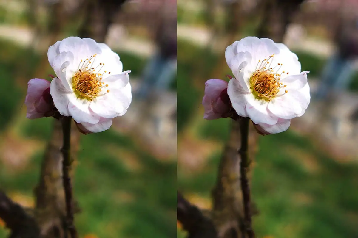 Prunus mume albo-plena