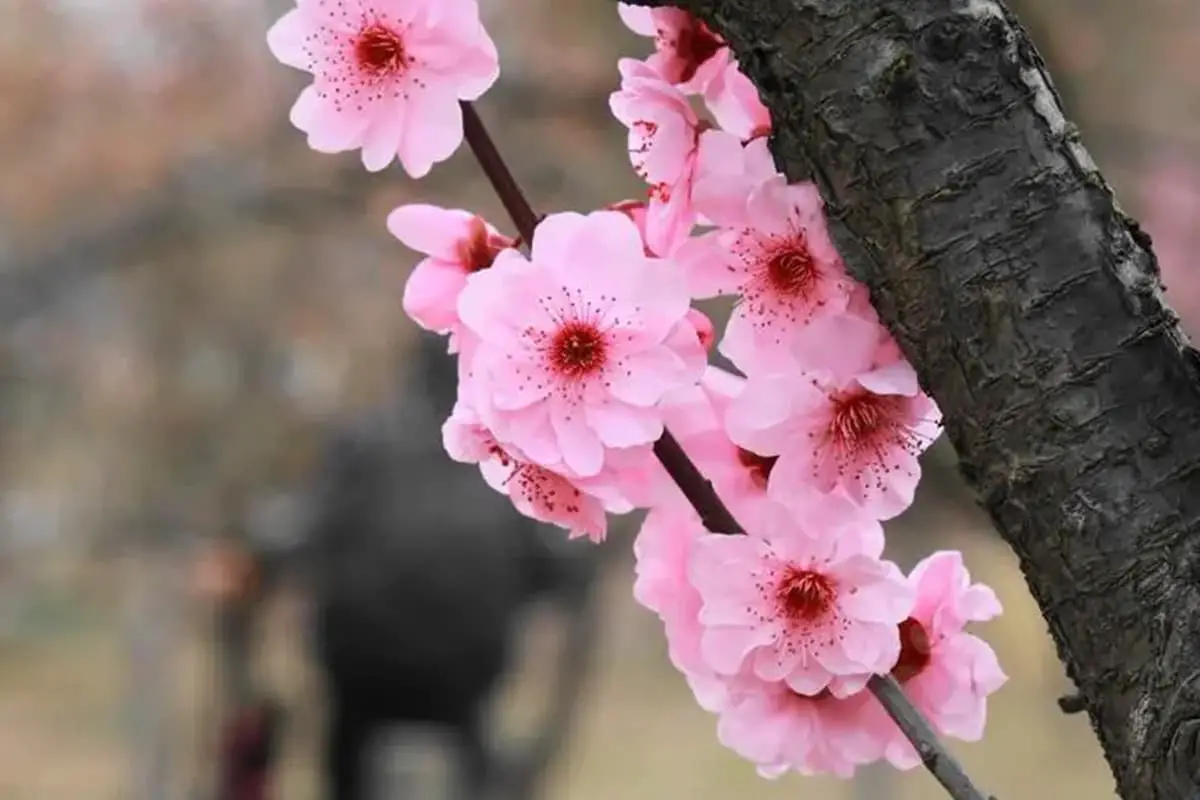 Prunus blireana 'Meiren’