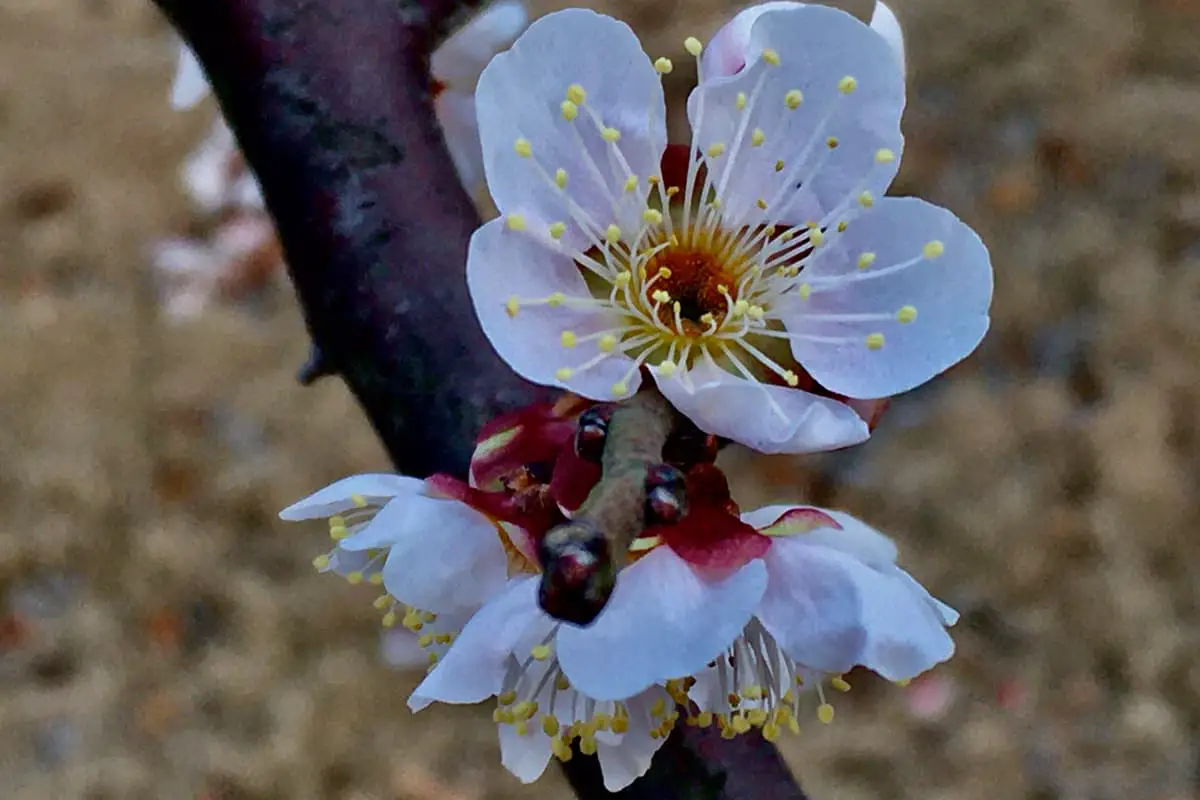 Prunus mume pendula
