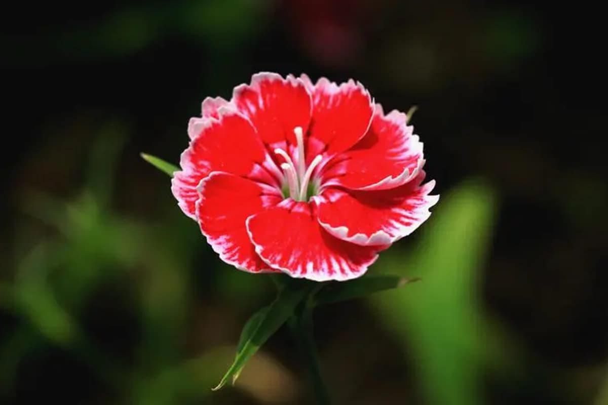Dianthus chinensis