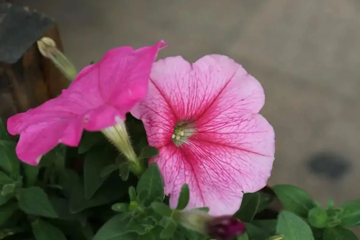 Petunia hybrida