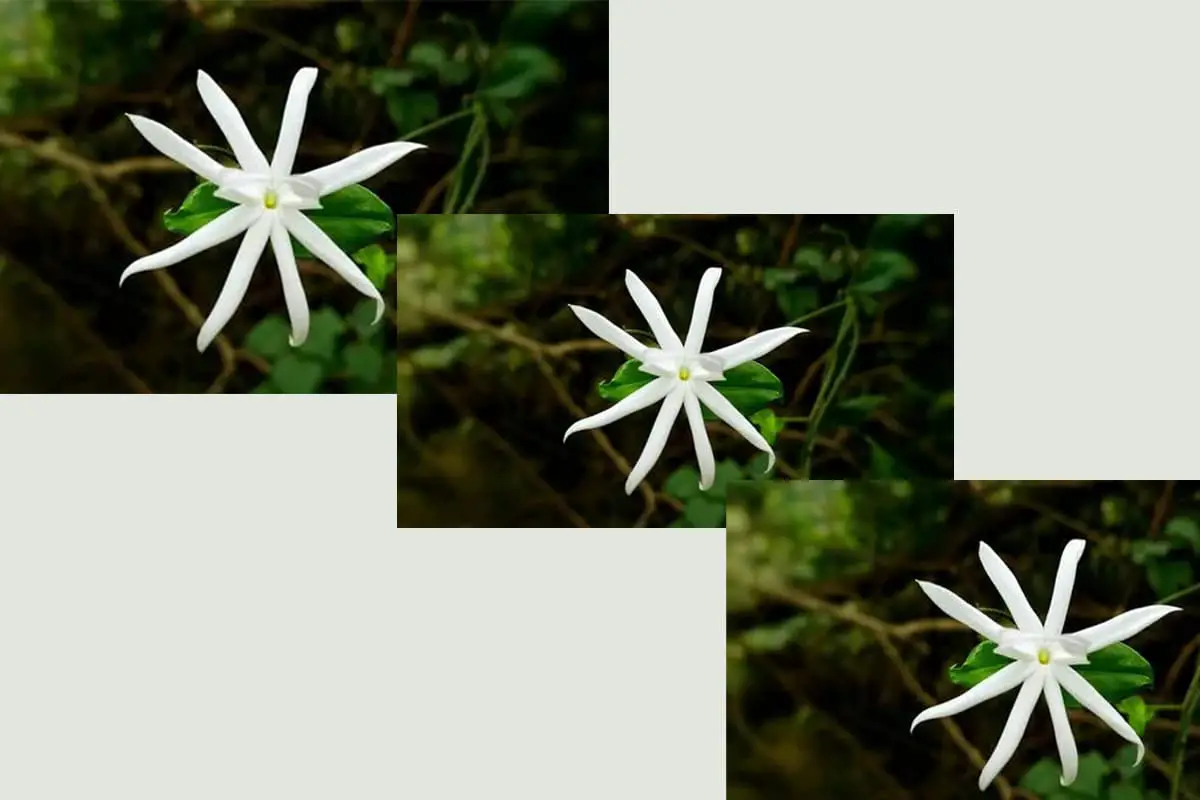 Jasminum multiflorum