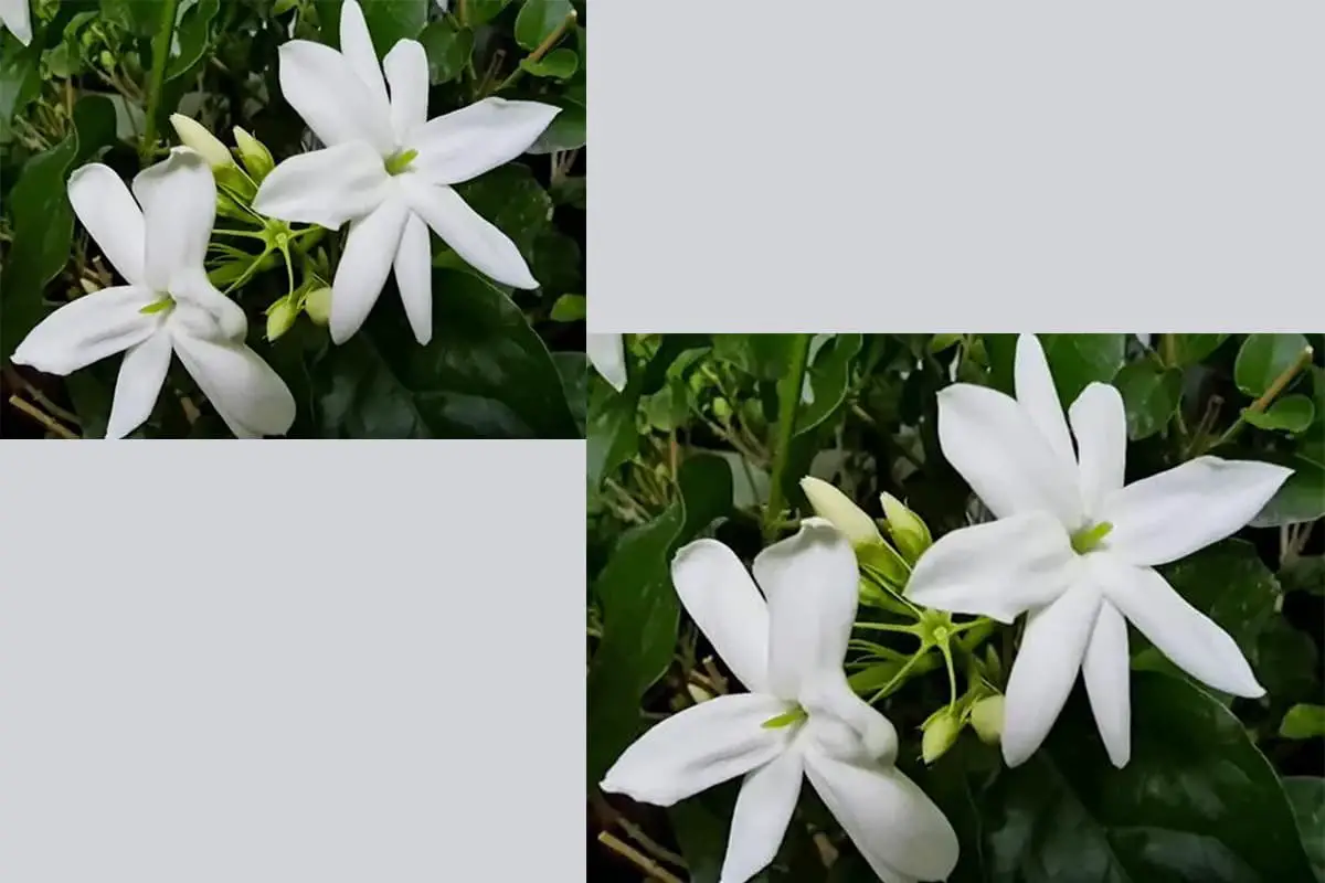 黄茉莉