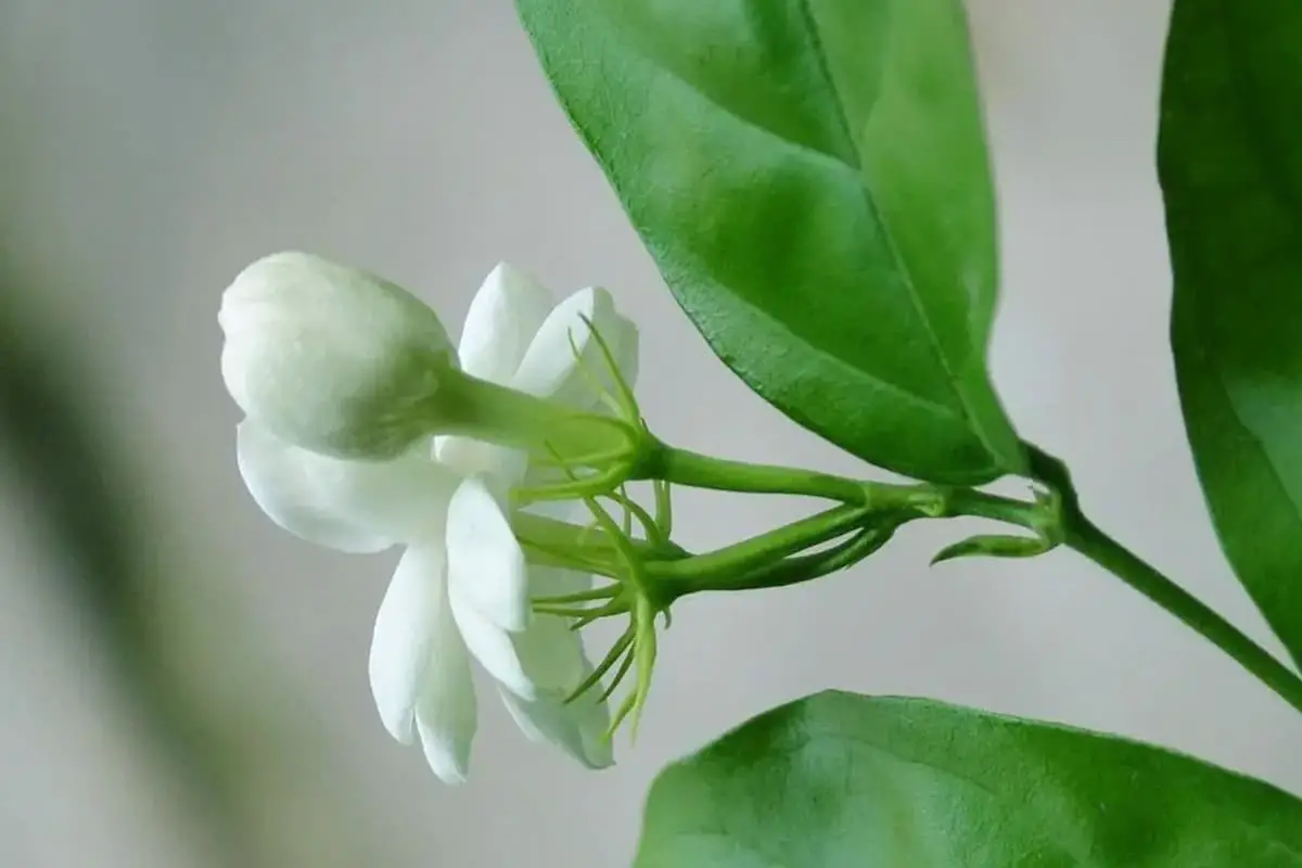 Chrysojasminum odoratissimum
