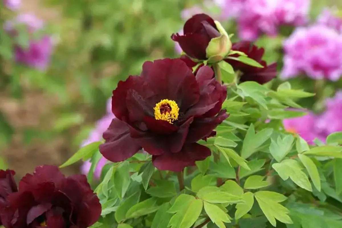 Paeonia suffruticosa 'Greendragon Sleeping Pool'