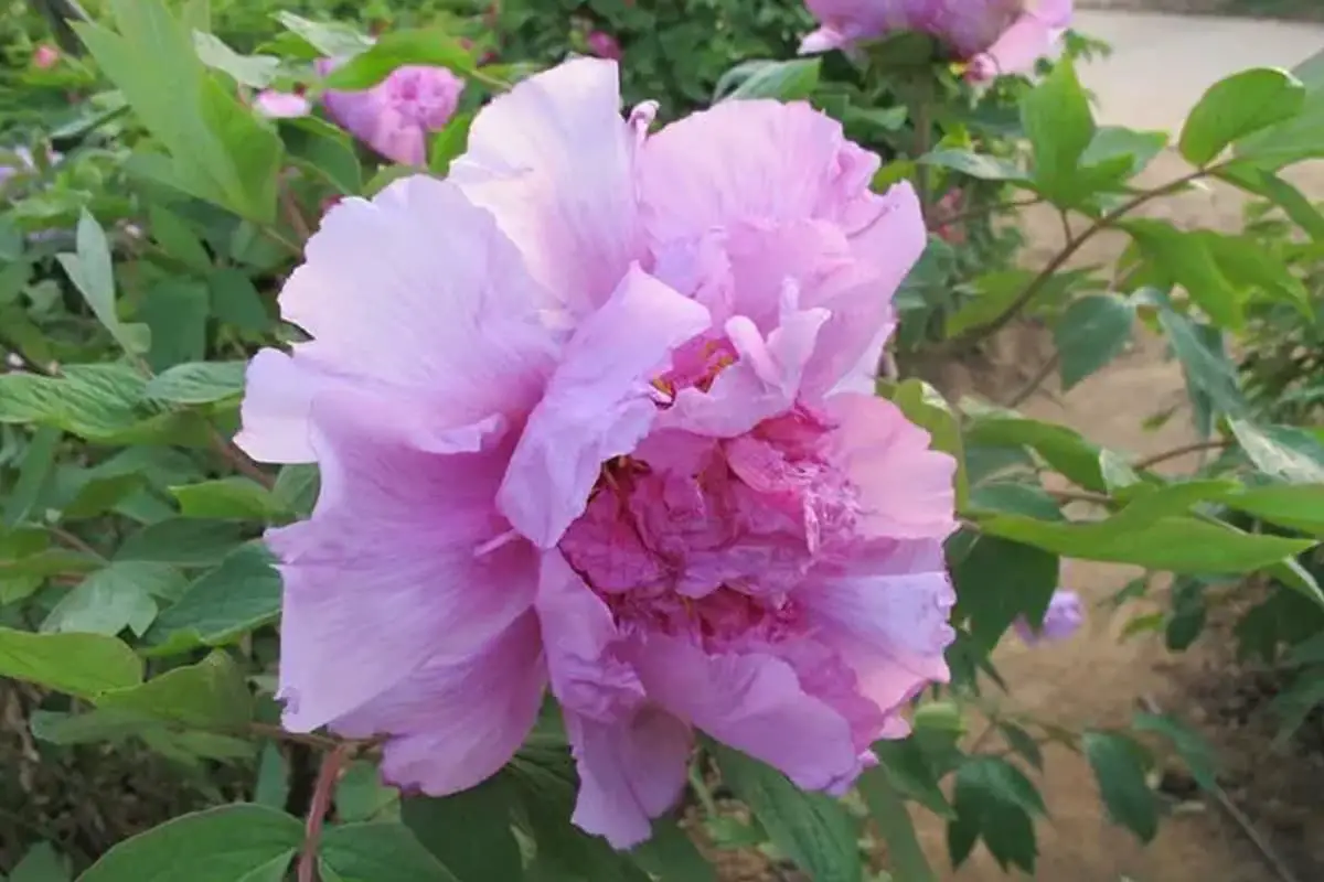 Nelumbo nucifera 'Guifeizuijiu’