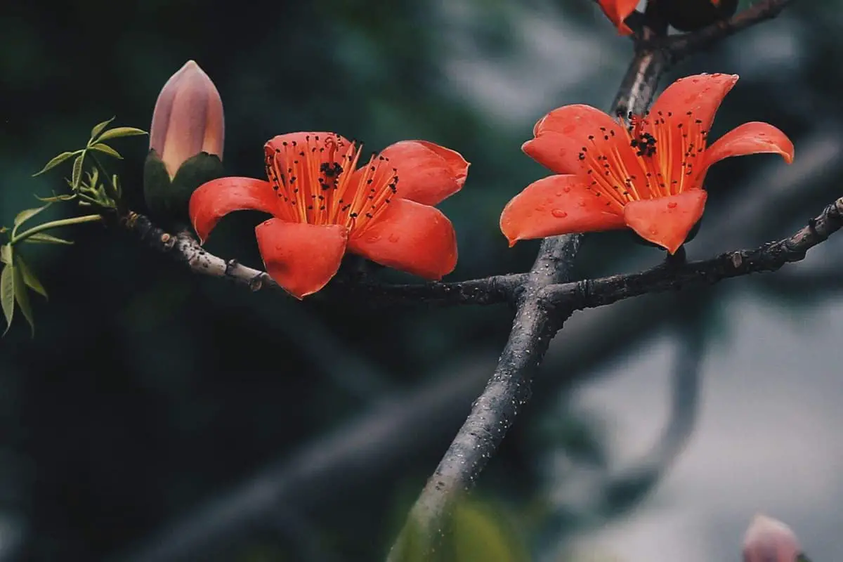 Bombax Ceiba