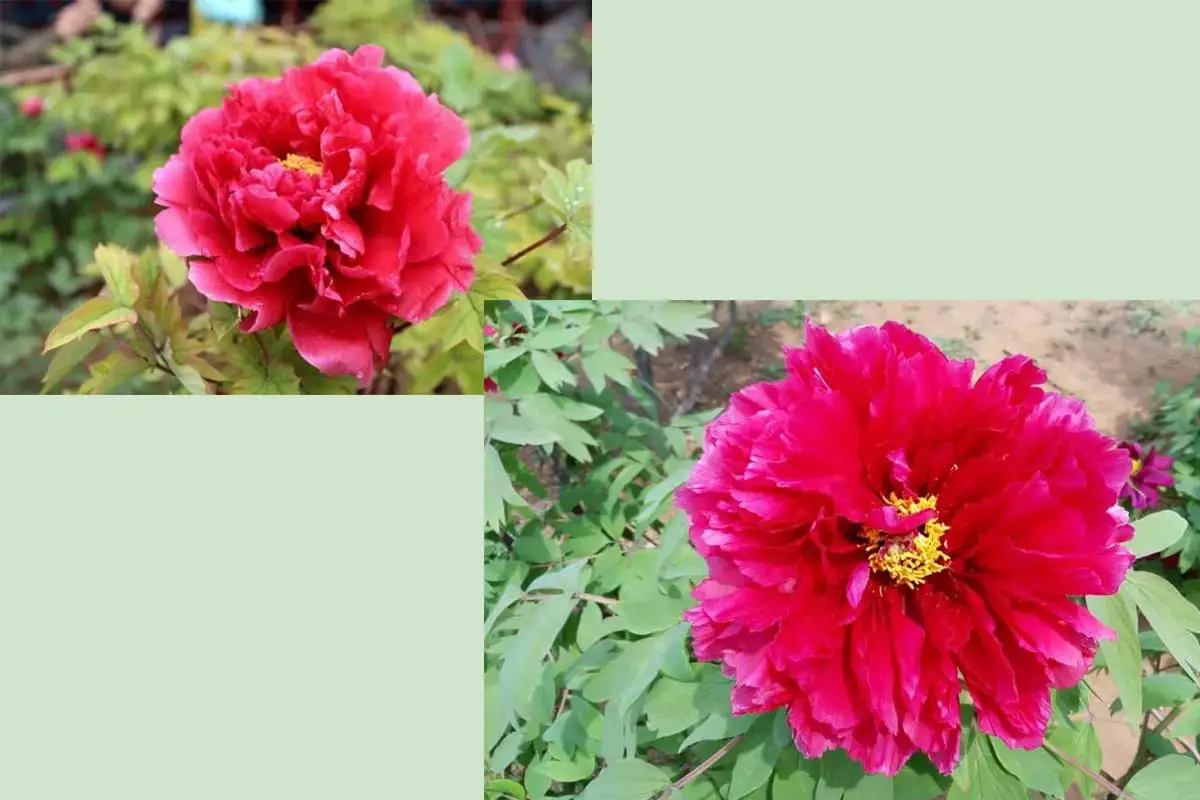Paeonia suffruticosa cv. 'Luoyang Red'