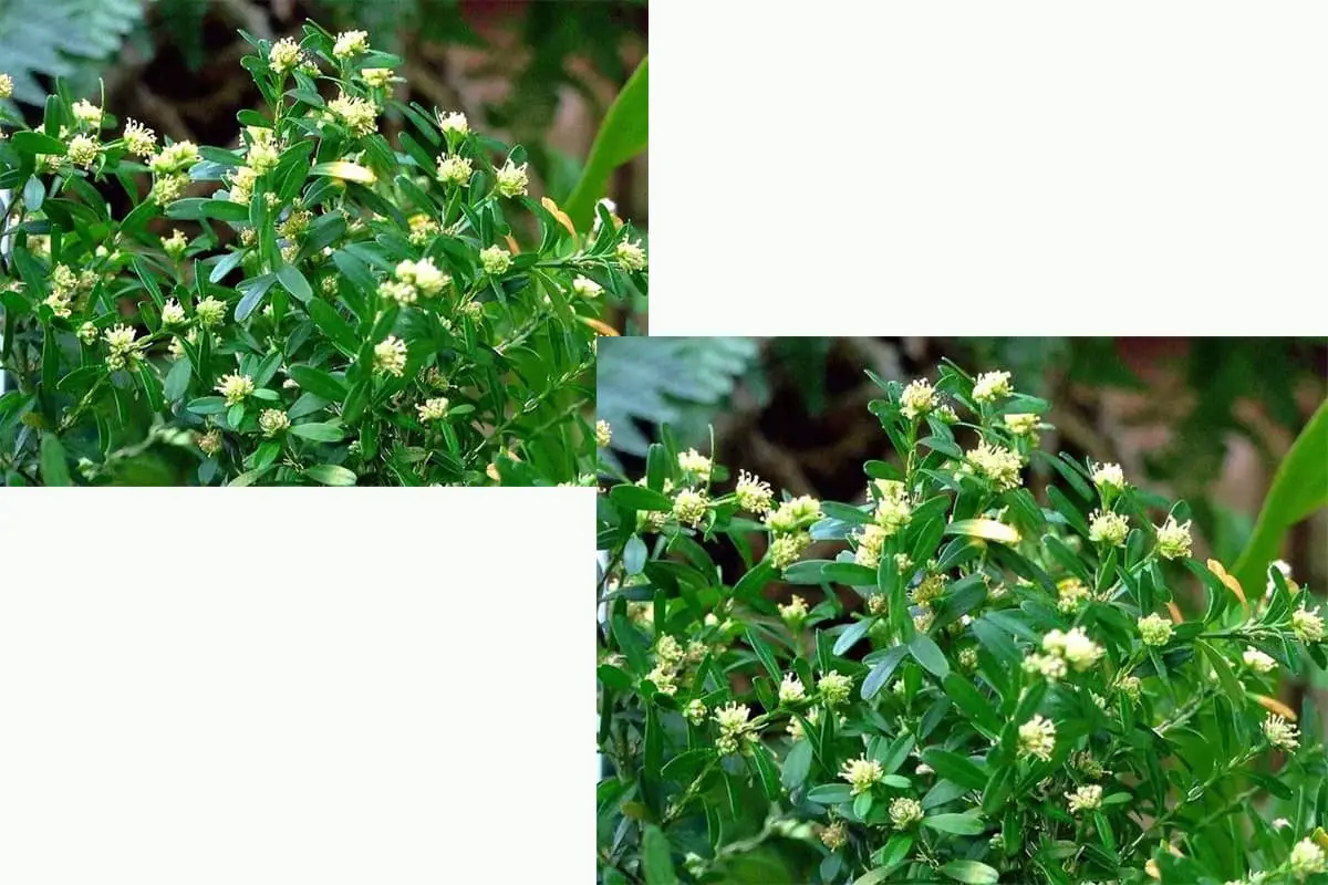 Gardenie angkorensis Pitard