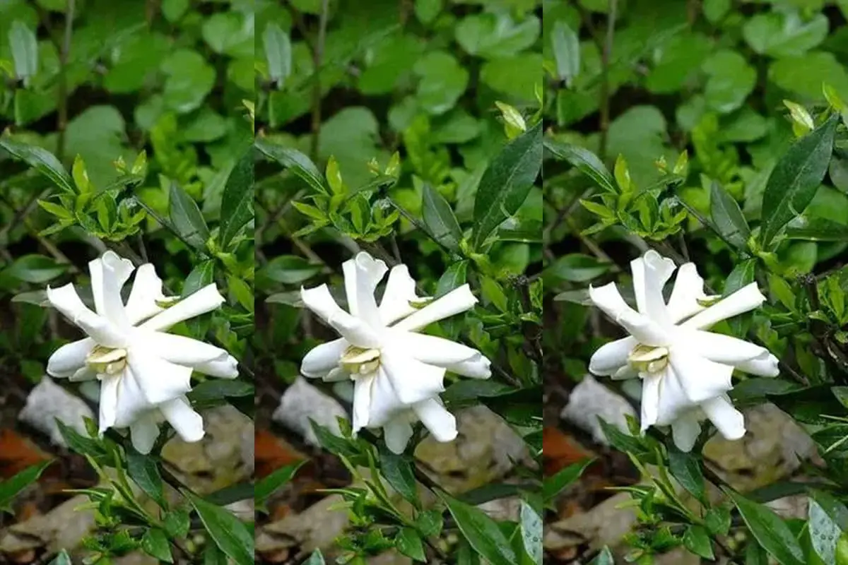 Gardenia stenophylla