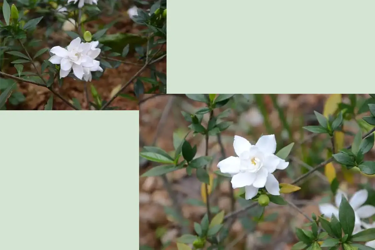 Gardenia jasminoides Ellis