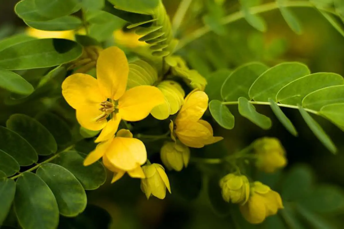 Senna surattensis