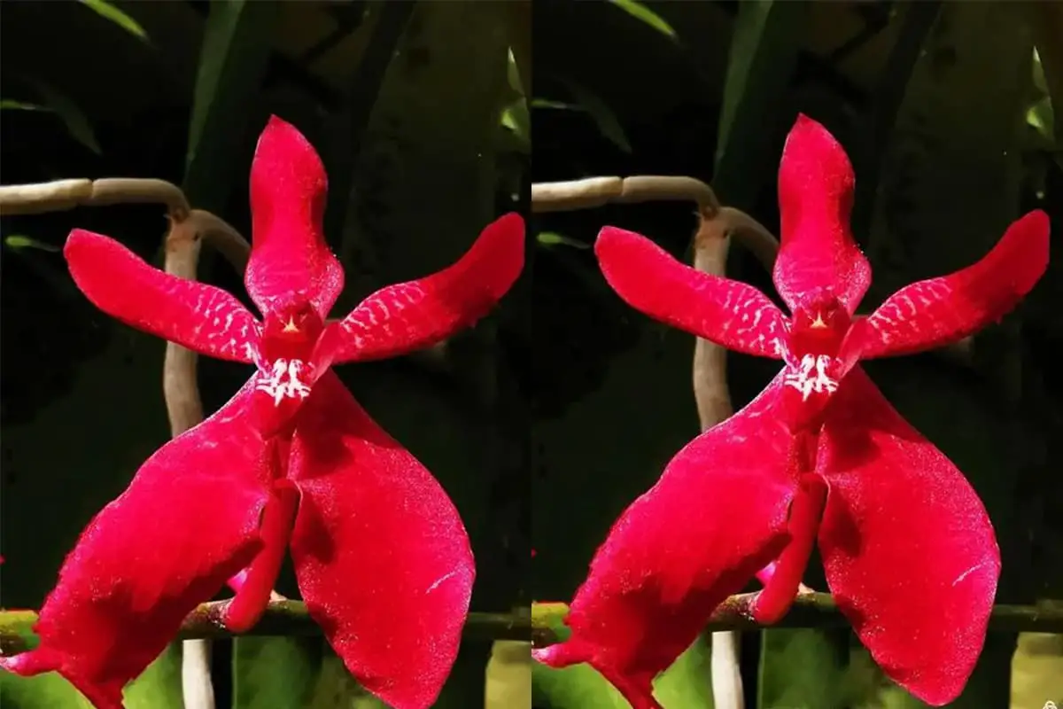 Renanthera coccinea