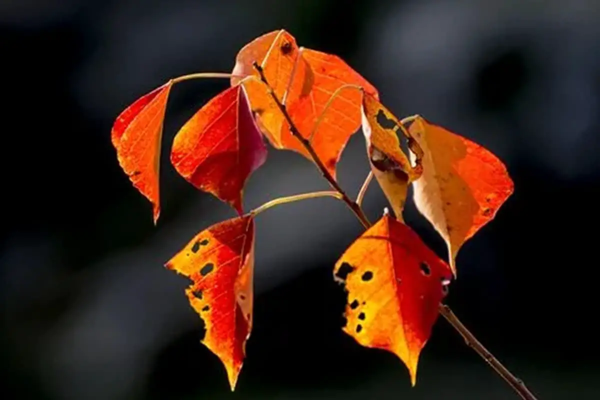 Holmskioldia sanguinea