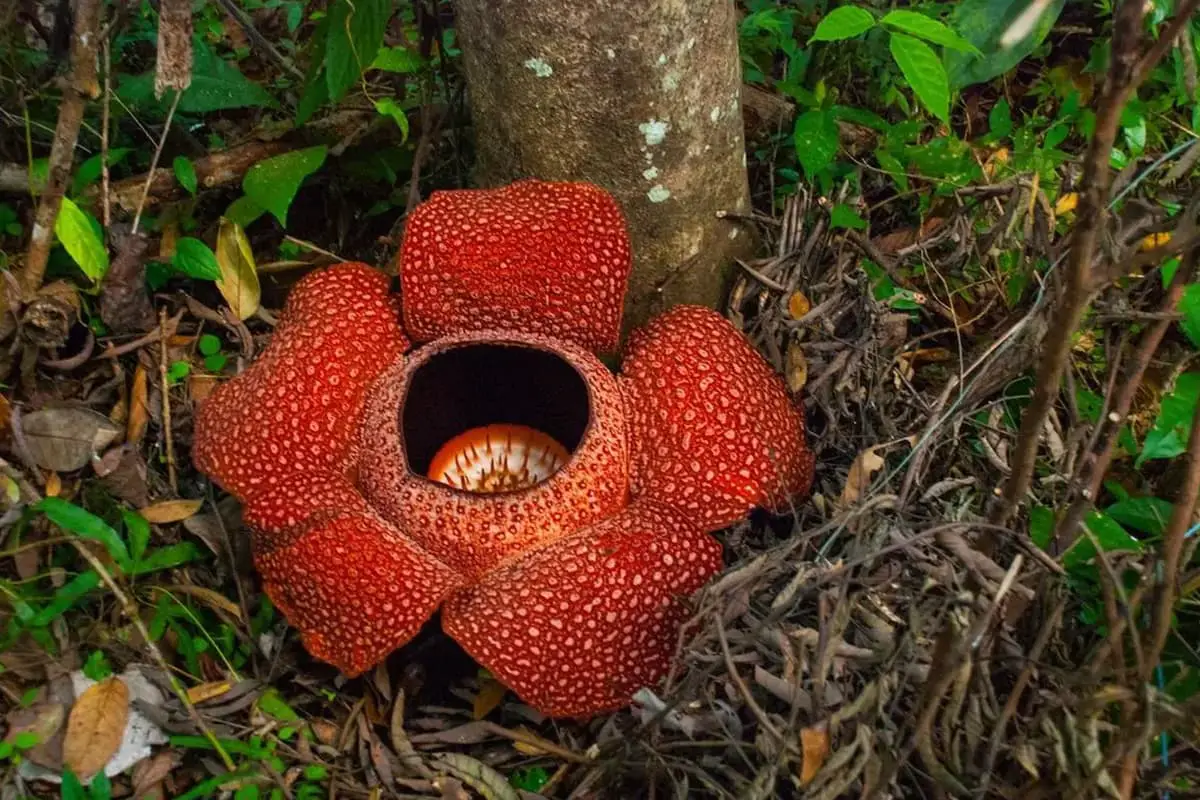 Rafflesia Arnoldii