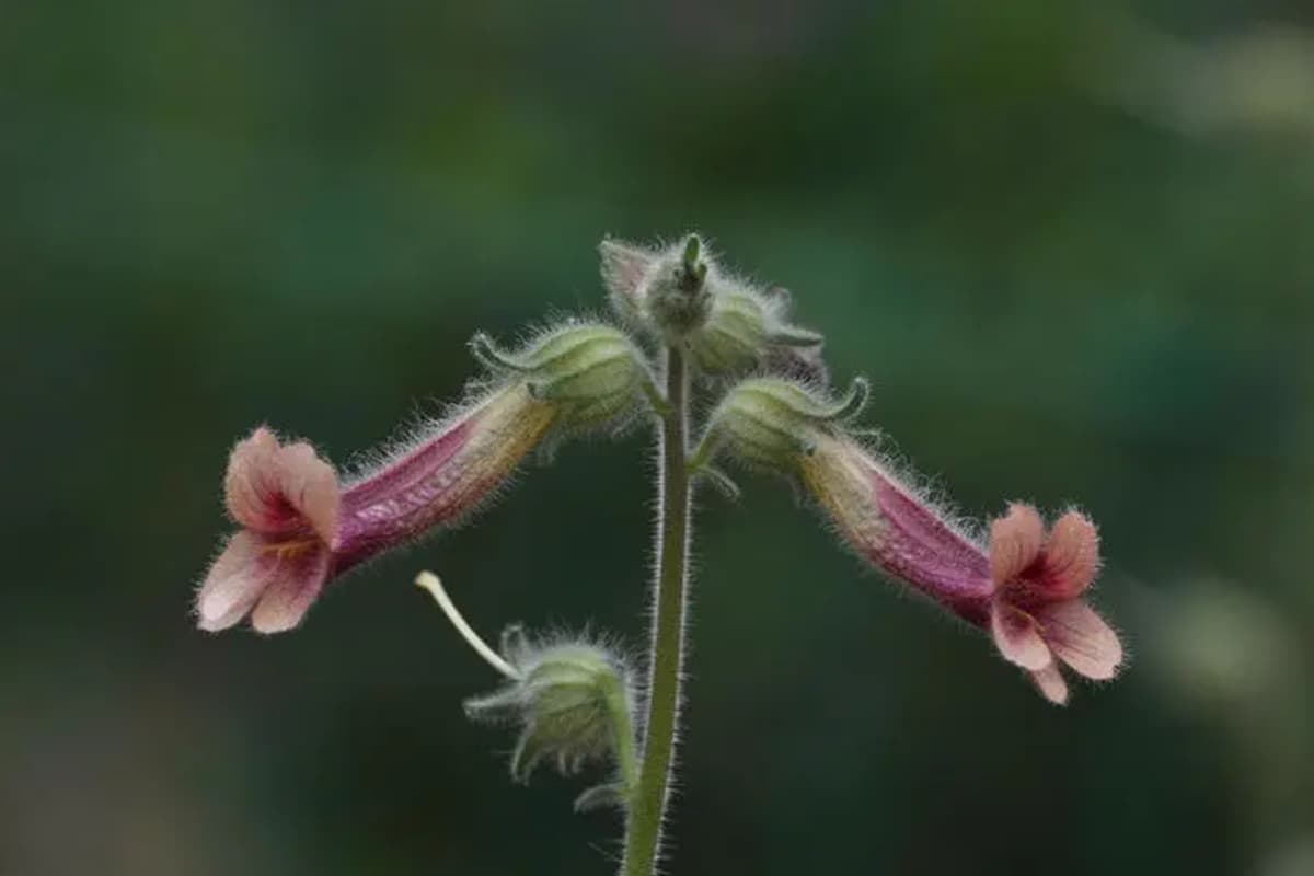 Rehmannia glutinosa