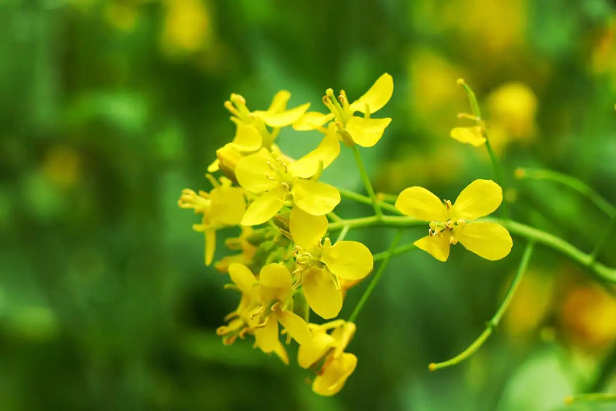 Brassica Campestris