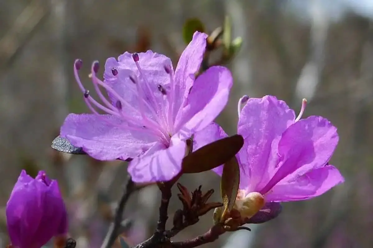 Rhododendron Dauricum