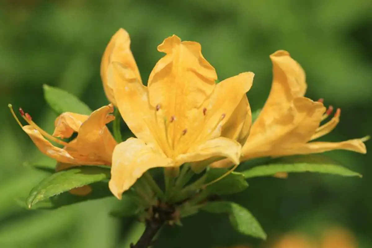 Rhododendron lutescens