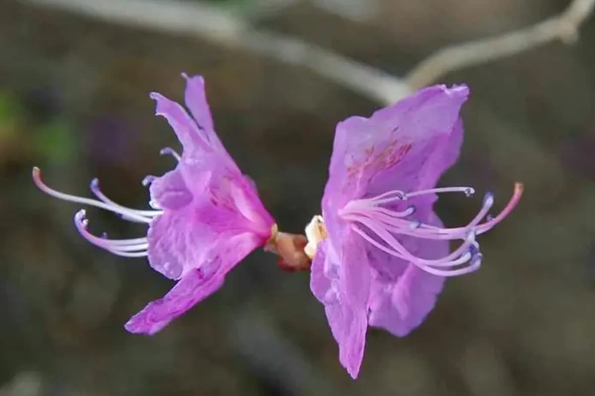 Rhododendron Mucronulatum