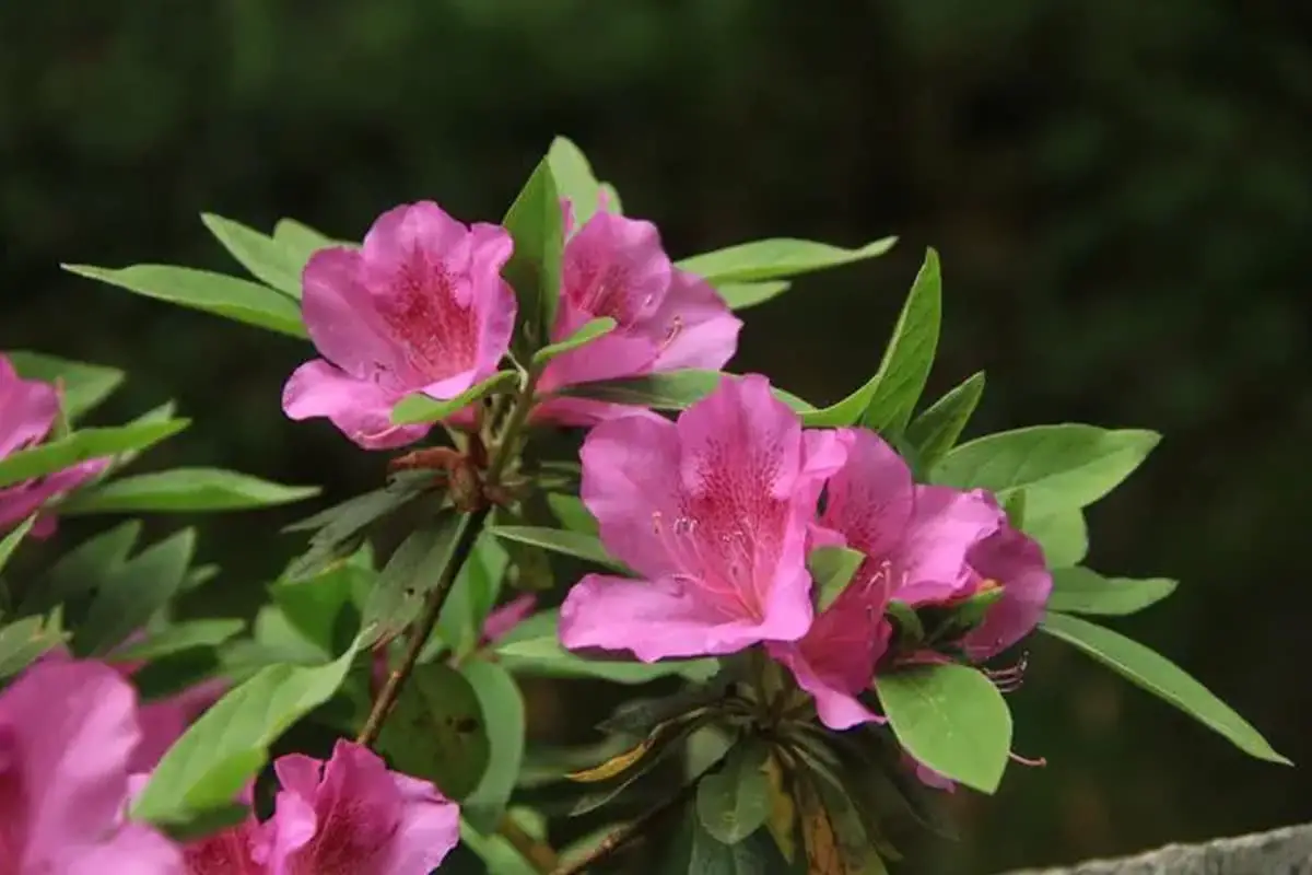 Rhododendron Pulchrum