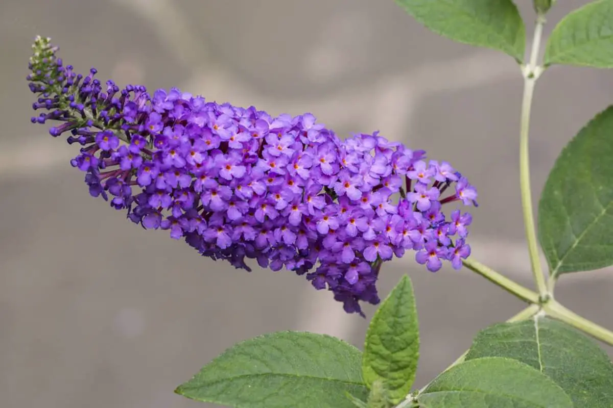 Buddleja Lindleyana