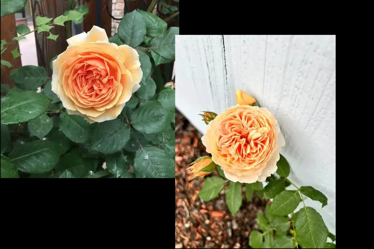 Rosa "Kronprinzessin Margareta"