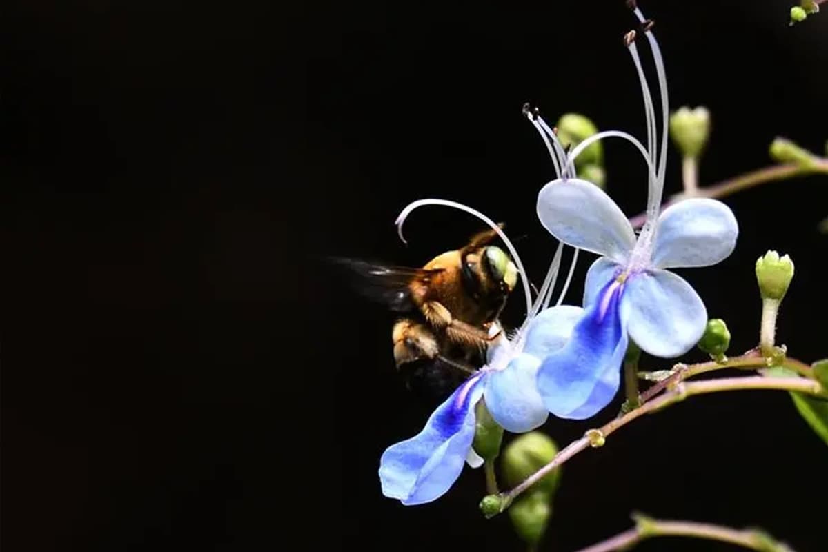 Rotheca Myricoides 