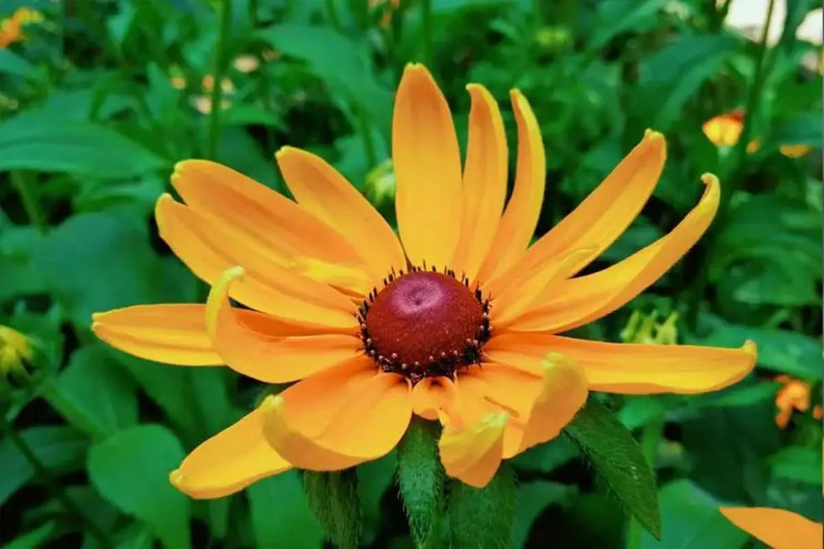 Rudbeckia Laciniata