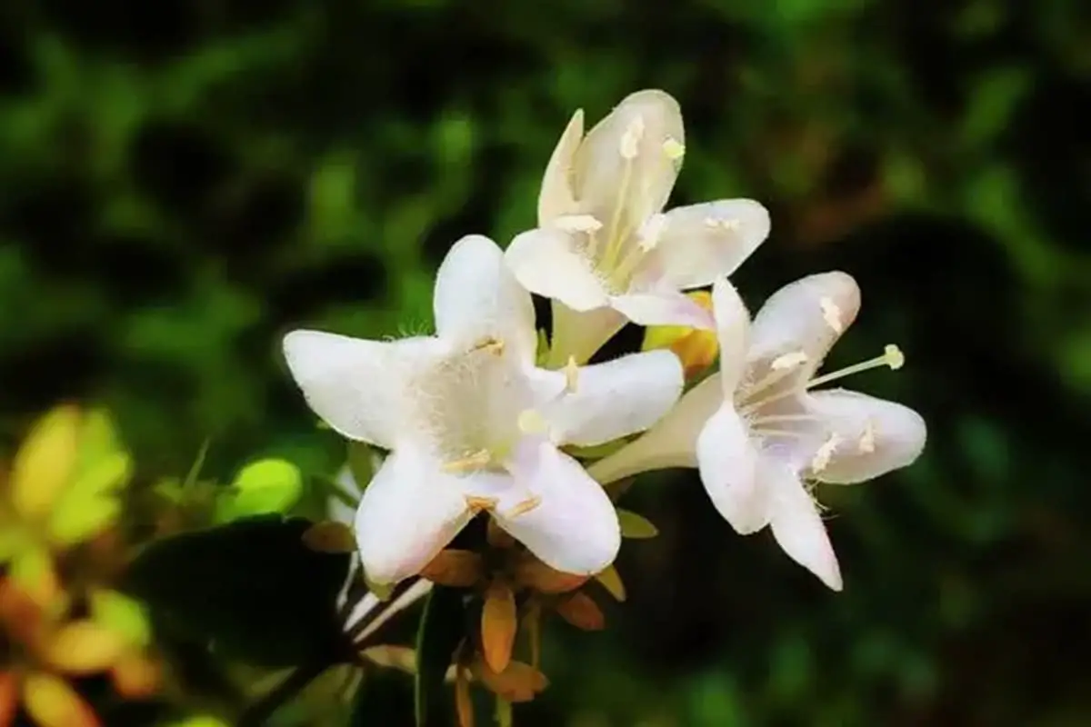 Abelia Grandiflora 