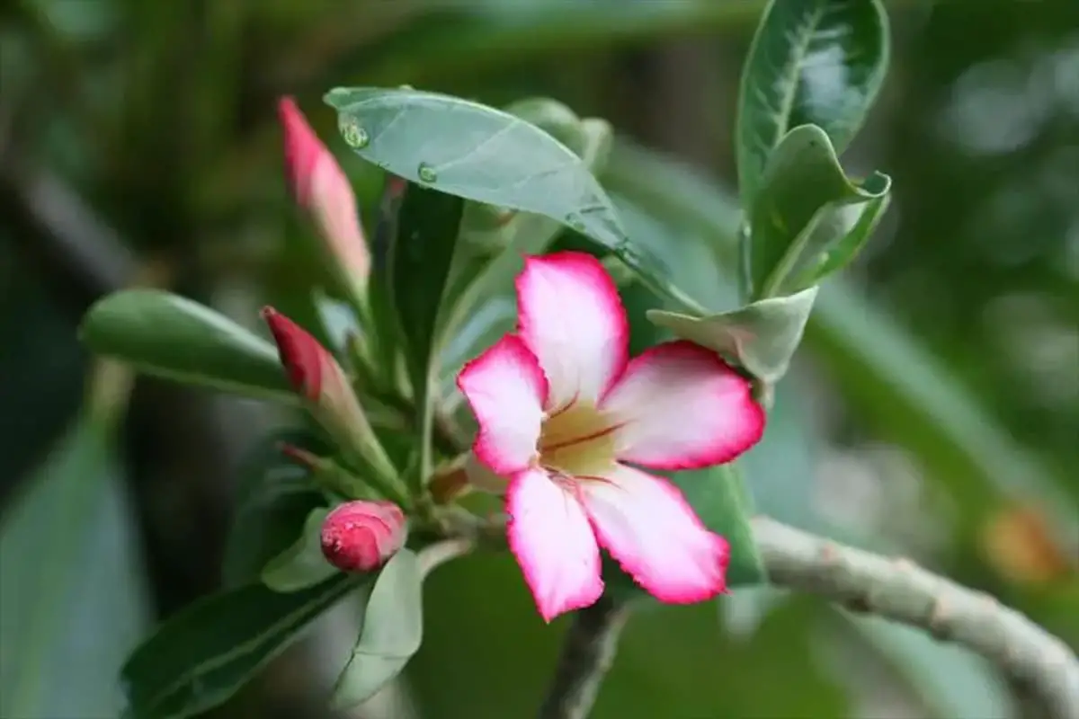 Adenium Obesum