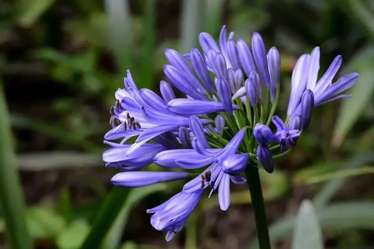 Agapanthus Africanus