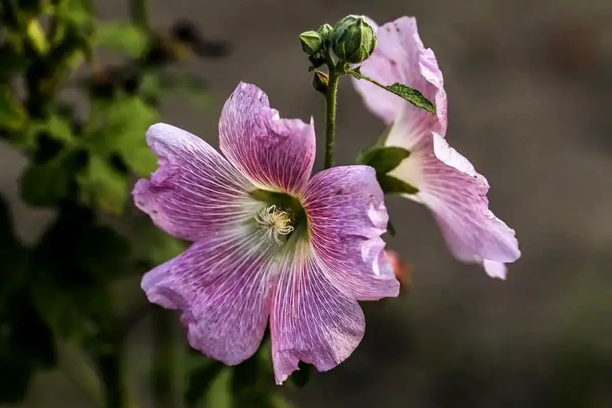 Alcea Rosea