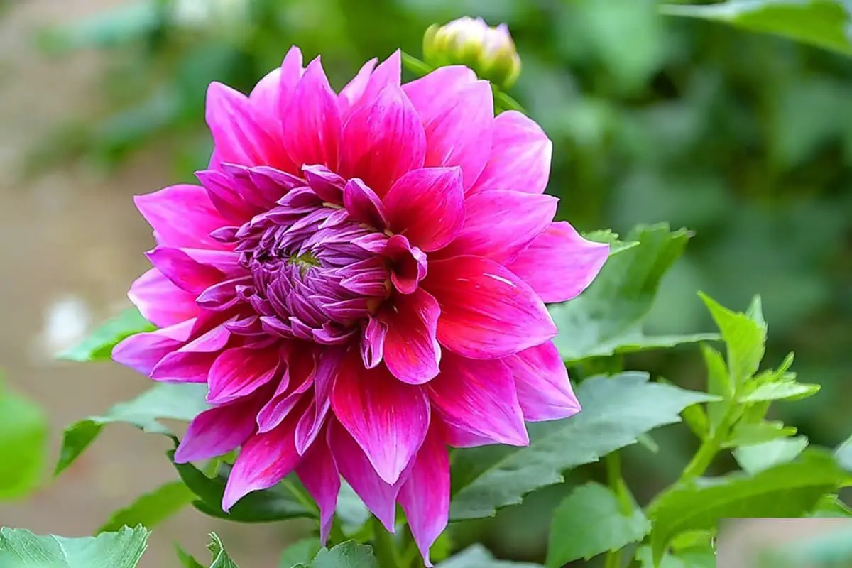 Dahlia Pinnata