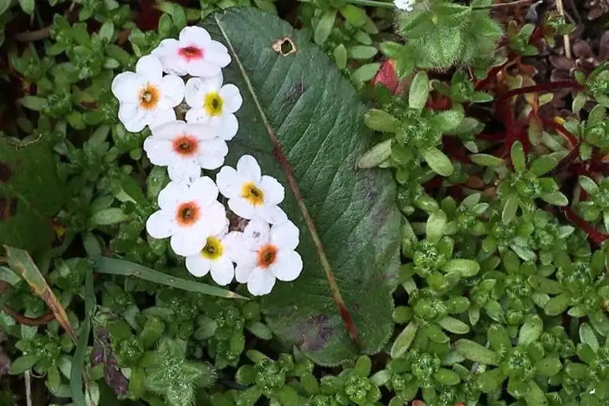 Androsace Umbellata