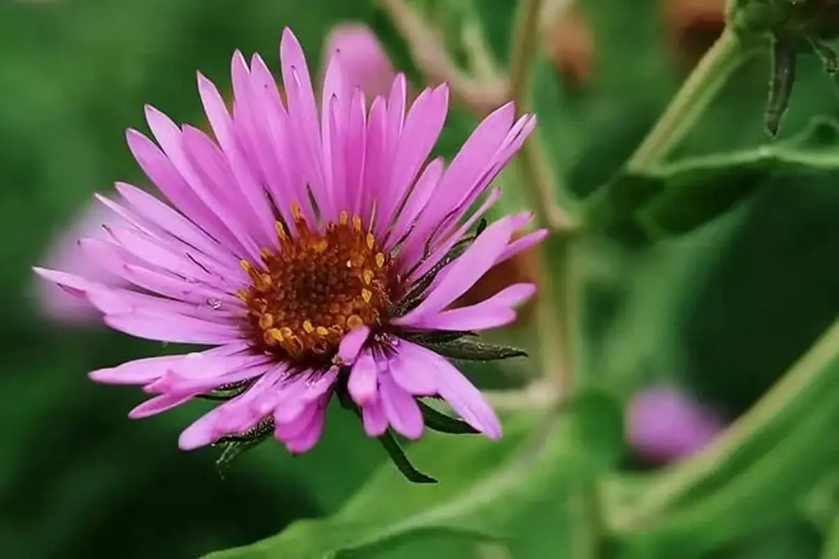 Aster Novi-Belgii 