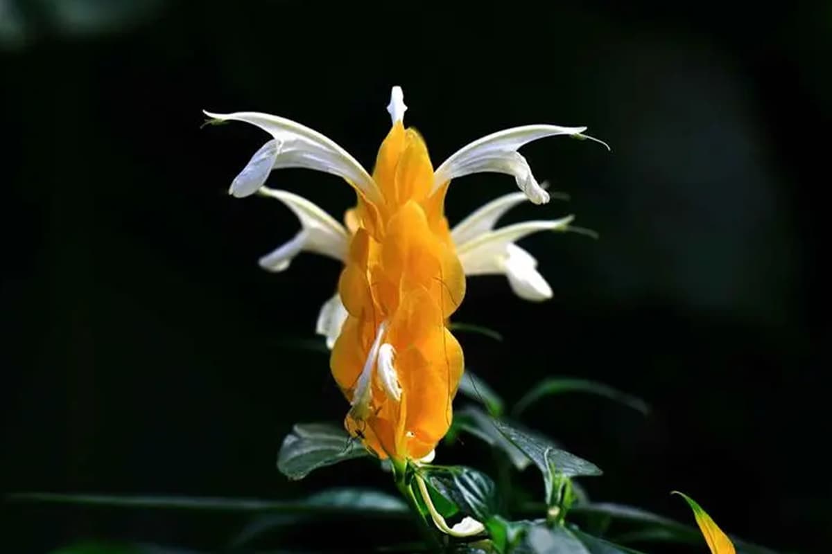 Pachystachys Lutea