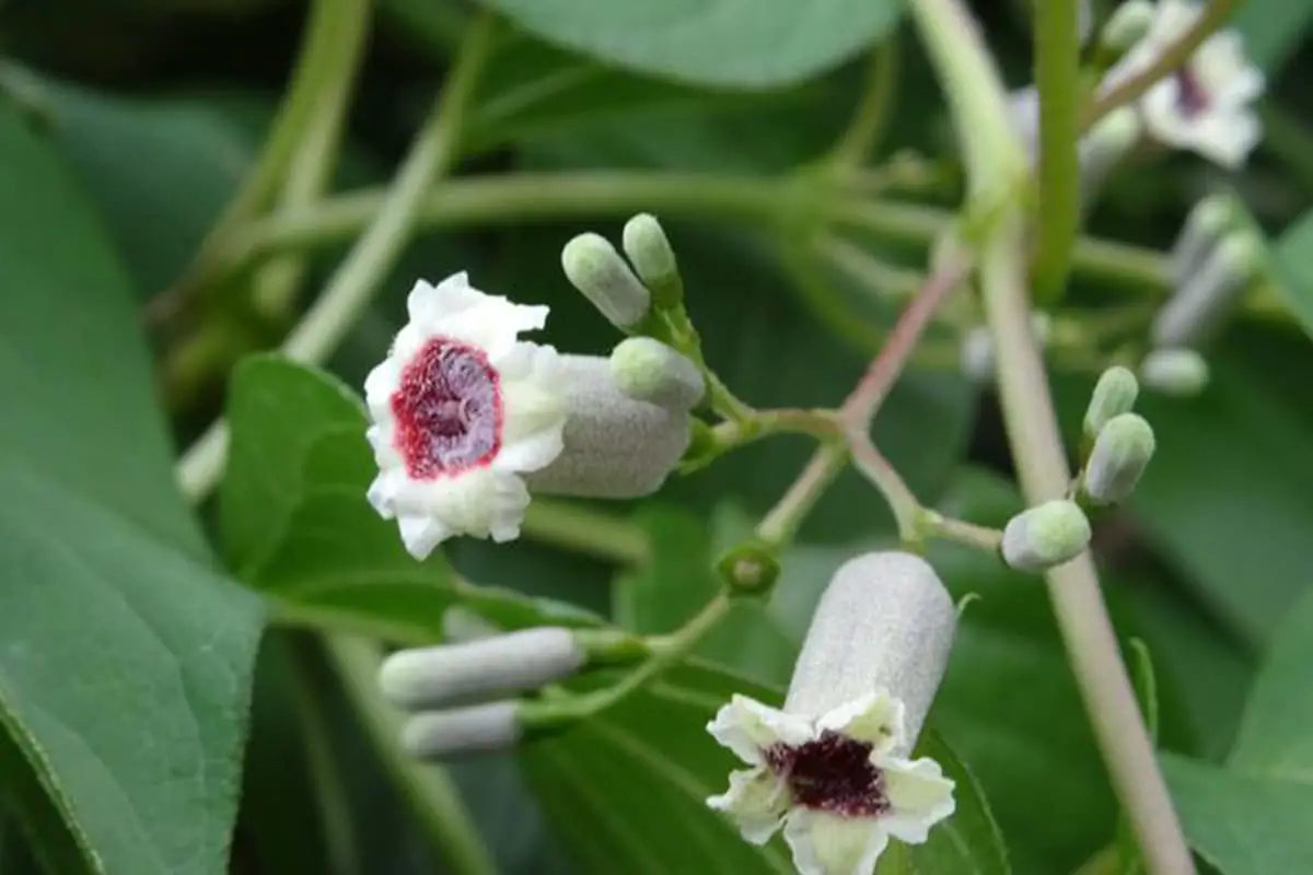 Paederij Scandens