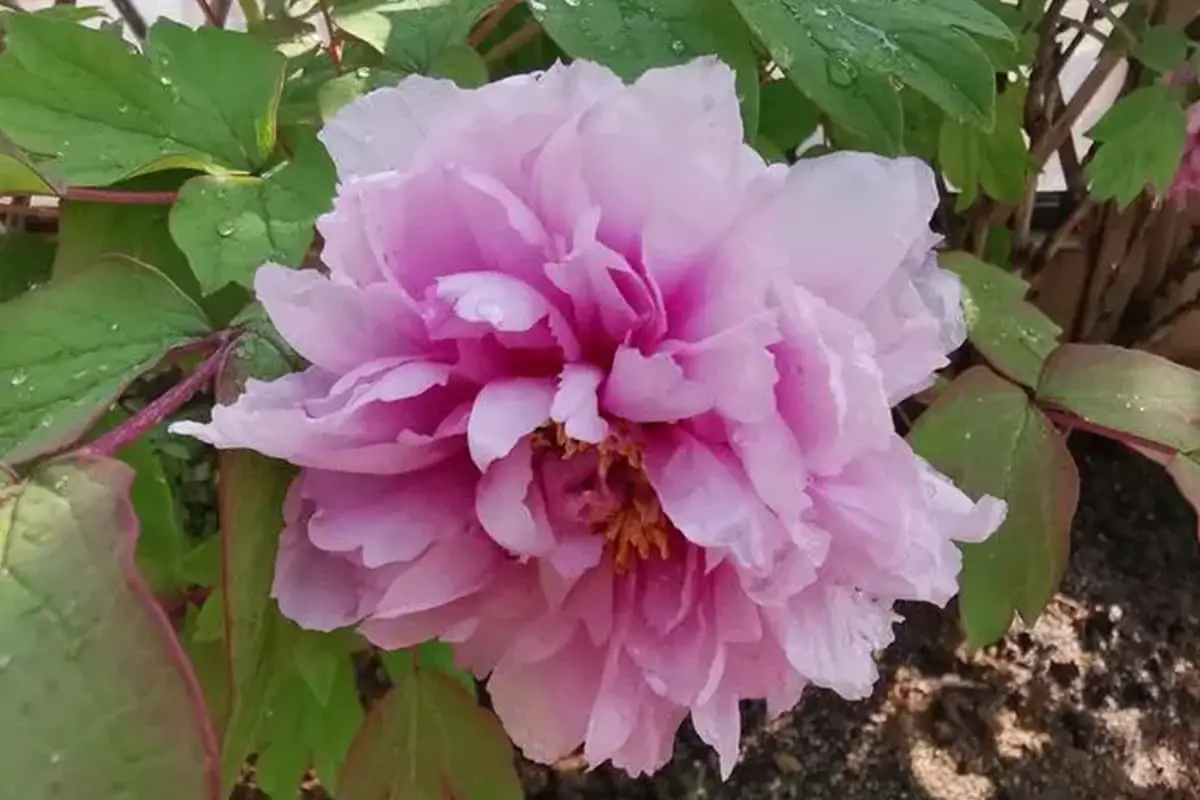 Paeonia Suffruticosa