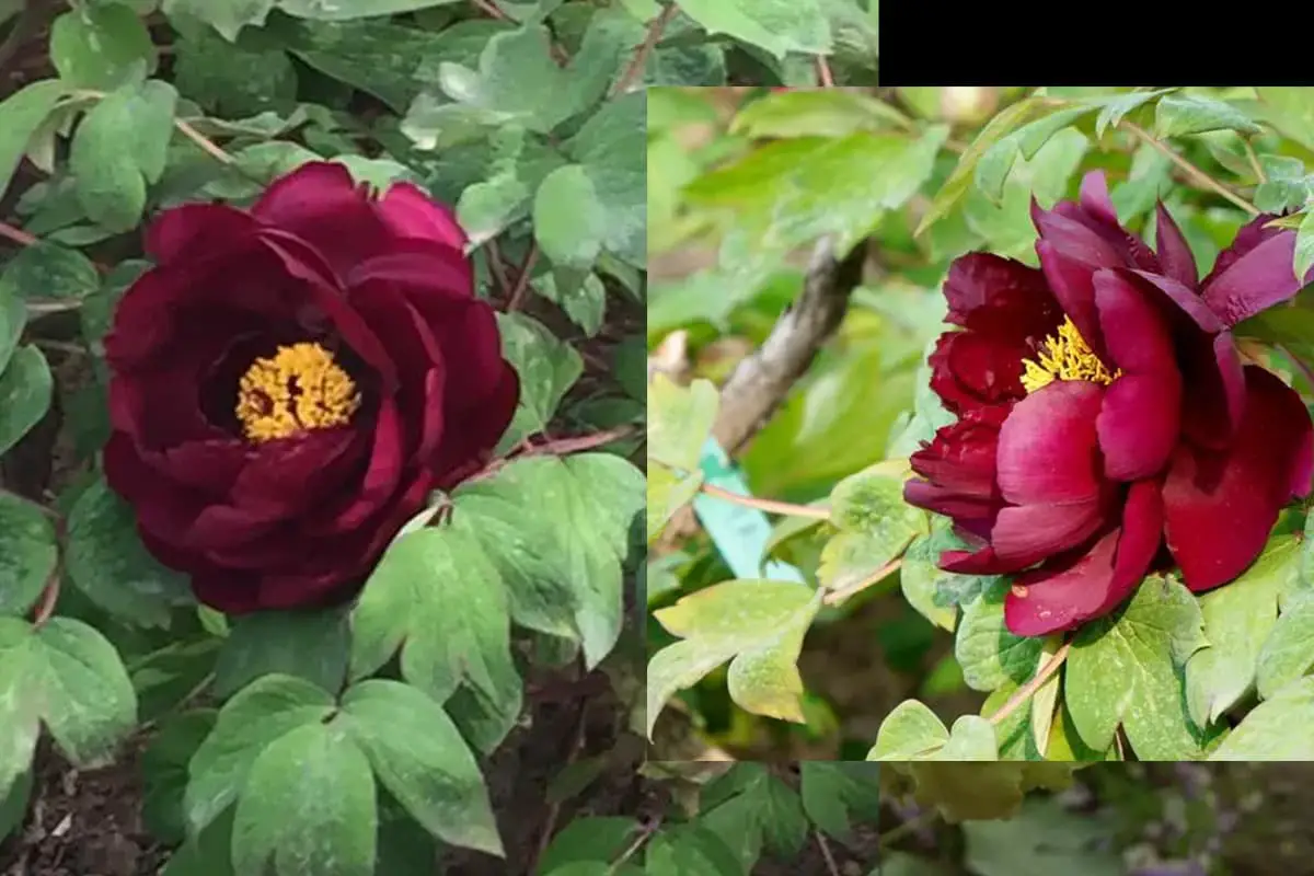 Paeonia Suffruticosa Andr.