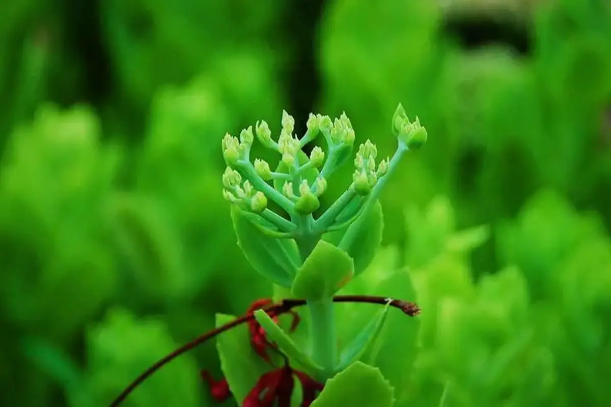 Panax notoginseng