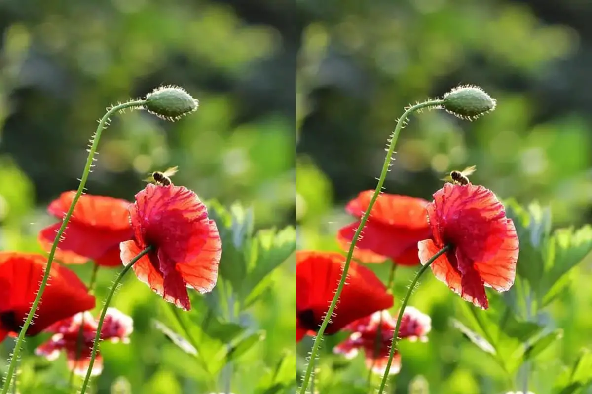 Papaver Rhoeas