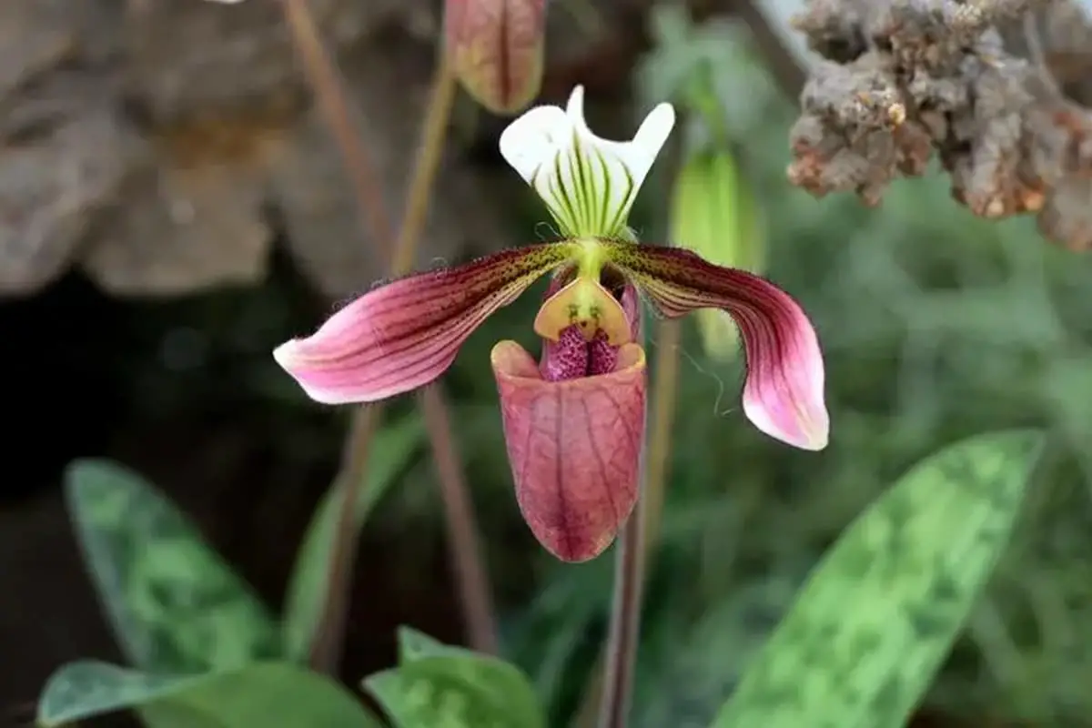 Paphiopedilum Hirsutissimum