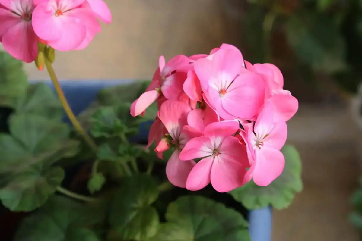 Pelargonium Hortorum